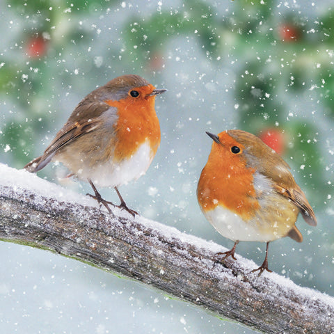 Snowy Branch Friends