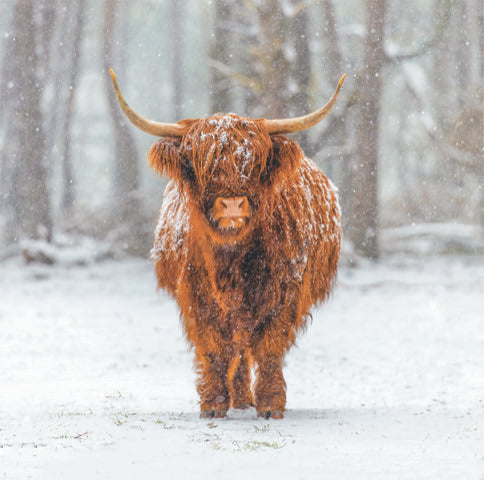 Highland Cow